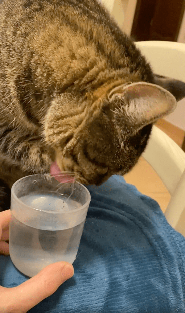 출처 : Reddit / 고양이계 워터 소믈리에는 나다냥~