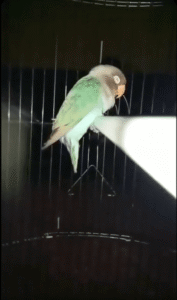 뒤로 넘어가도 발은 놓지 않는다? 앵무새의 충격적인 잠버릇 대공개!