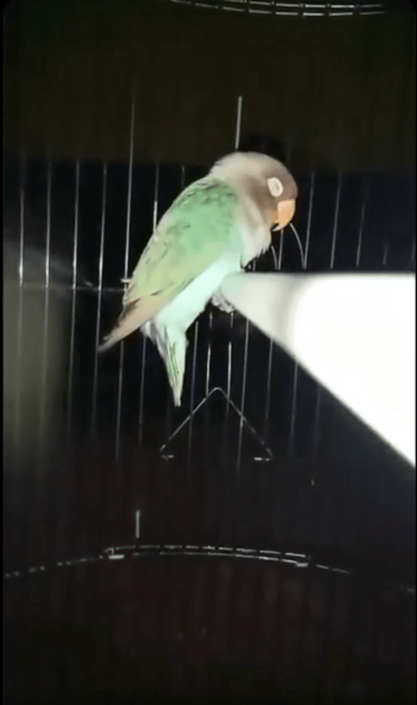 출처 : Reddit / 철제 바에 매달려 자고 있는 앵무새