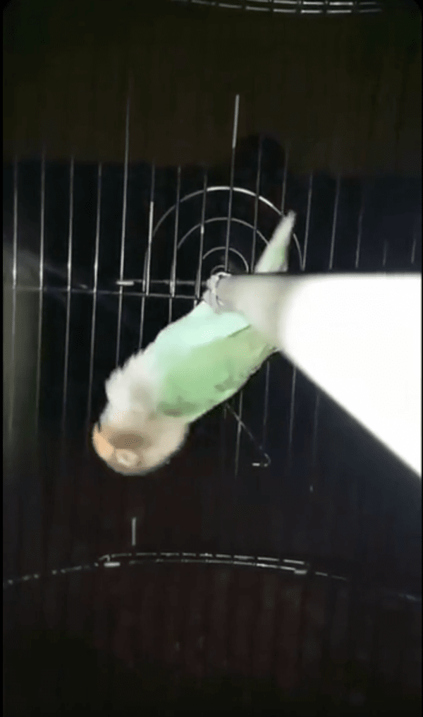 출처 : Reddit / 뒤로 넘어가도 잠에서 깰 생각이 없는 앵무새