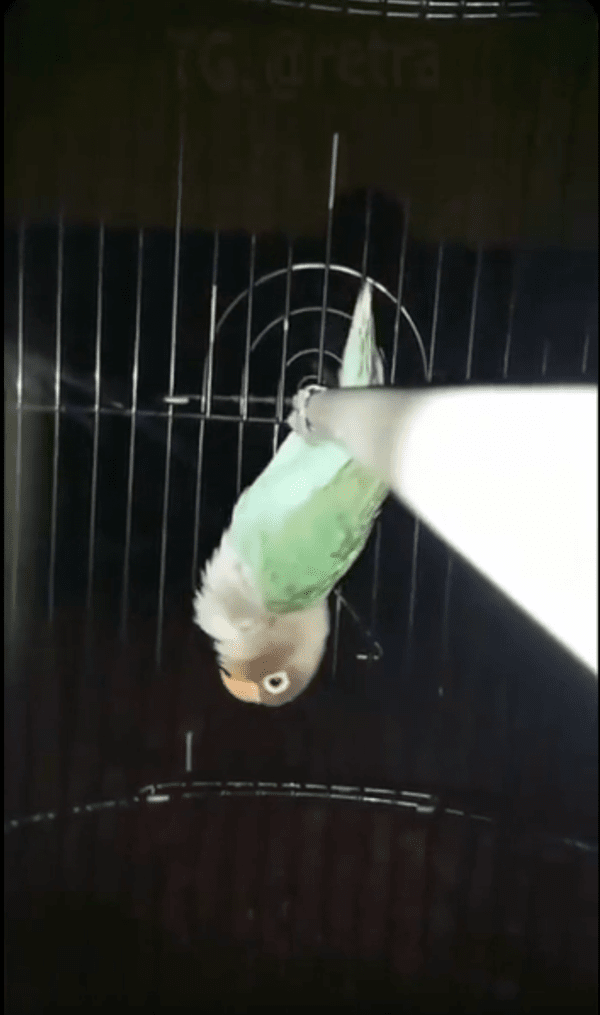 출처 : Reddit / 잠시 잠에서 깬 앵무새