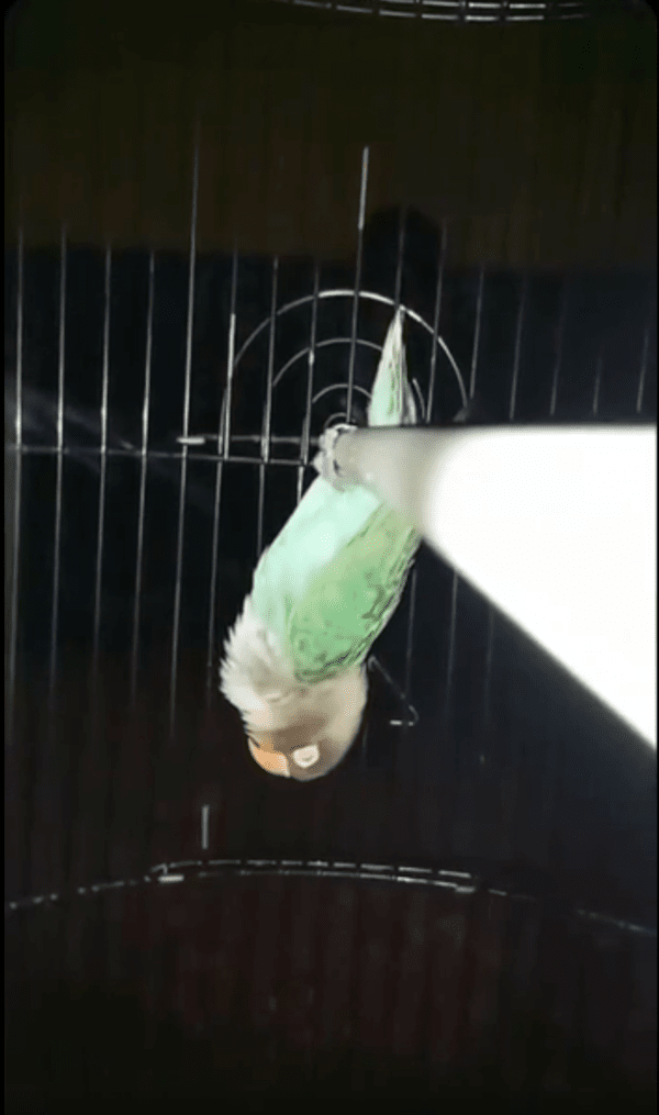 출처 : Reddit / 거꾸로 매달려 다시 잠이 든 앵무새