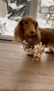 강아지 눈밭 대참사?! 귀여운 닥스훈트, ‘움직일 수 없게 된’ 충격적인 사연!