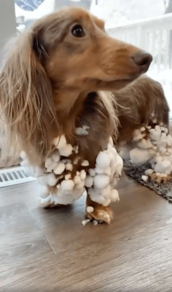 출처 : Reddit / 주인에게 눈덩이 좀 떼달라는 닥스훈트