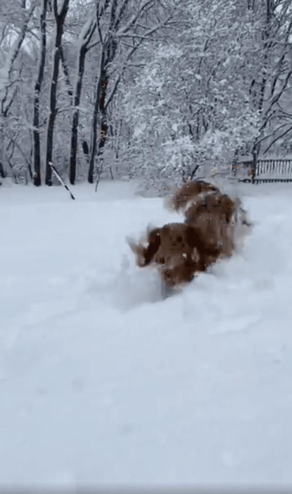 출처 : Reddit / 눈 속에서 실컷 뛰어다니는 장모 닥스훈트