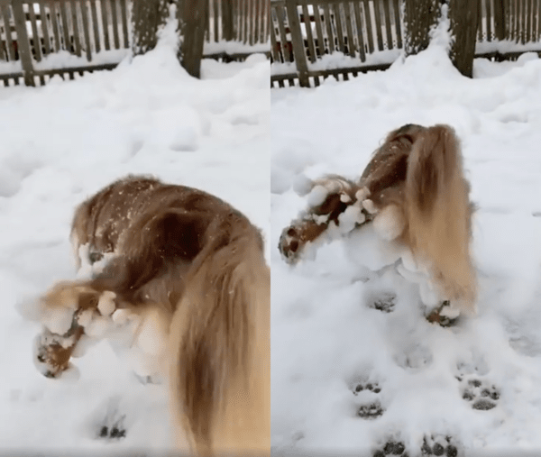 출처 : Reddit / 눈덩이가 가득 붙자 너무 불편한지 다리를 들고 있는 닥스훈트