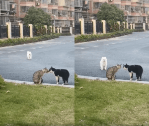 평화로운 고양이 대화의 현장, 흰 강아지 등장하자 ‘대혼돈’ 발발!