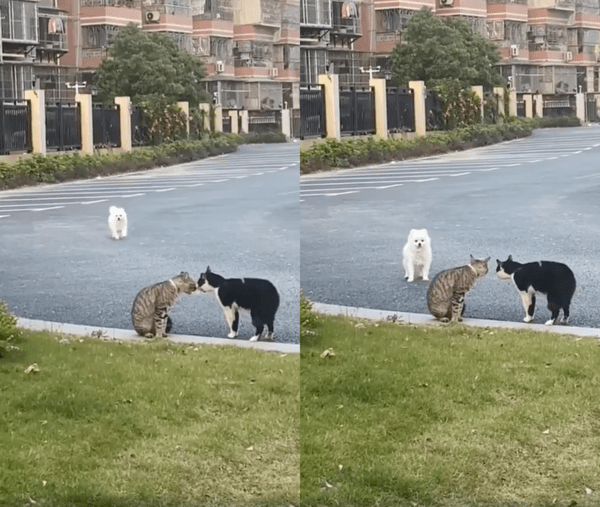 출처 : Reddit / 대화하고 있는 듯한 고양이들 사이로 끼고 싶은 강아지