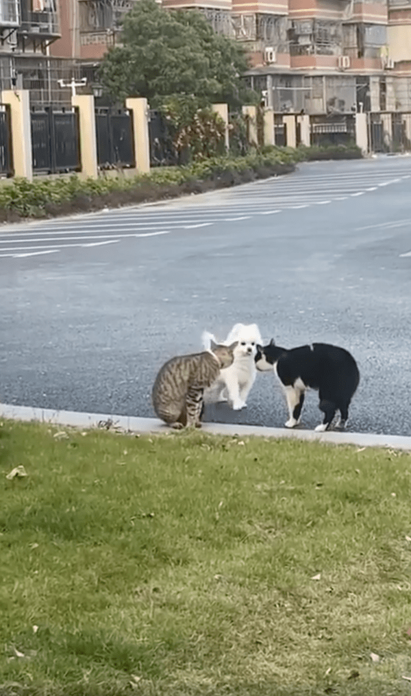 출처 : Reddit / 나도 대화에 껴도 되냐개?