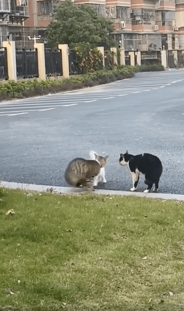 출처 : Reddit / 넌 누군데 끼려는 거냥! 저리 가라냥!