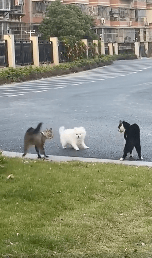 출처 : Reddit / 하악질을 심하게 하자 깜짝 놀란 강아지