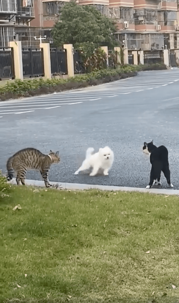 출처 : Reddit / 고양이의 하악질에 도망가려는 강아지