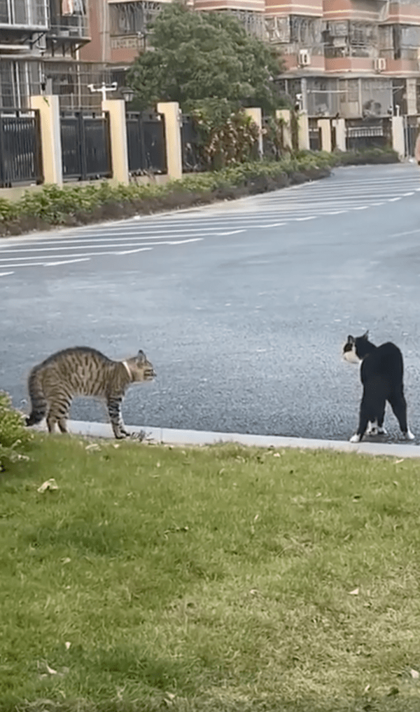 출처 : Reddit / 도망간 강아지가 어이없는 두 고양이들