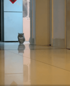 엄마 고양이, 아기 고양이 보고 ‘깜짝 도망’?! 충격의 추격전 포착!