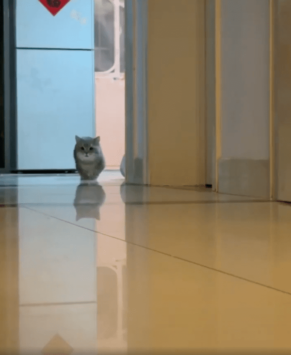 출처 : Reddit / 집에서 누군가를 찾는 엄마 고양이