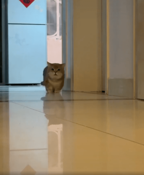 출처 : Reddit / 어디 있냐옹?