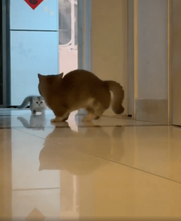 출처 : Reddit / 자기를 향해 뛰어오는 아기 고양이를 보고 화들짝 놀란 엄마 고양이