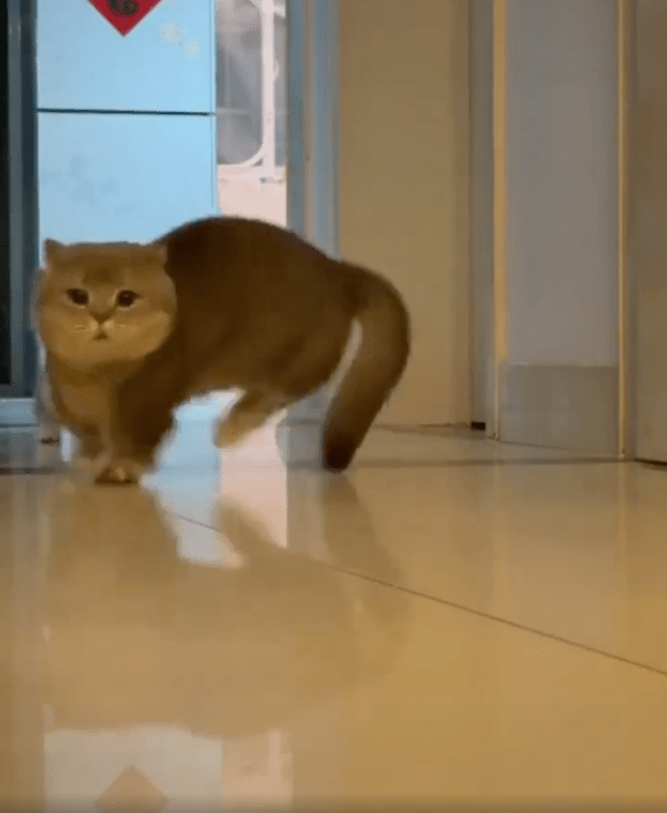 출처 : Reddit / 줄행랑을 치고 있는 엄마 고양이