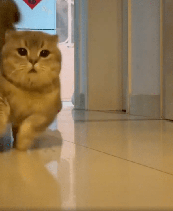 출처 : Reddit / 나를 쫓아오는 이 고양이는 누구냐옹?