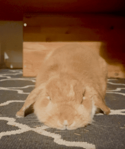 앞니 없는 토끼의 충격적 하품 영상?! 귀여움에 심장 멈출 뻔!