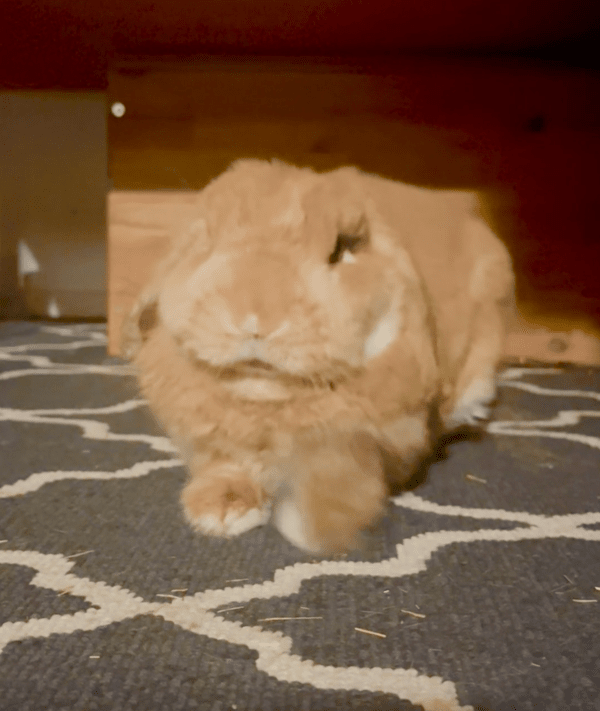 출처 : Reddit / 기지개를 켜려는 토끼