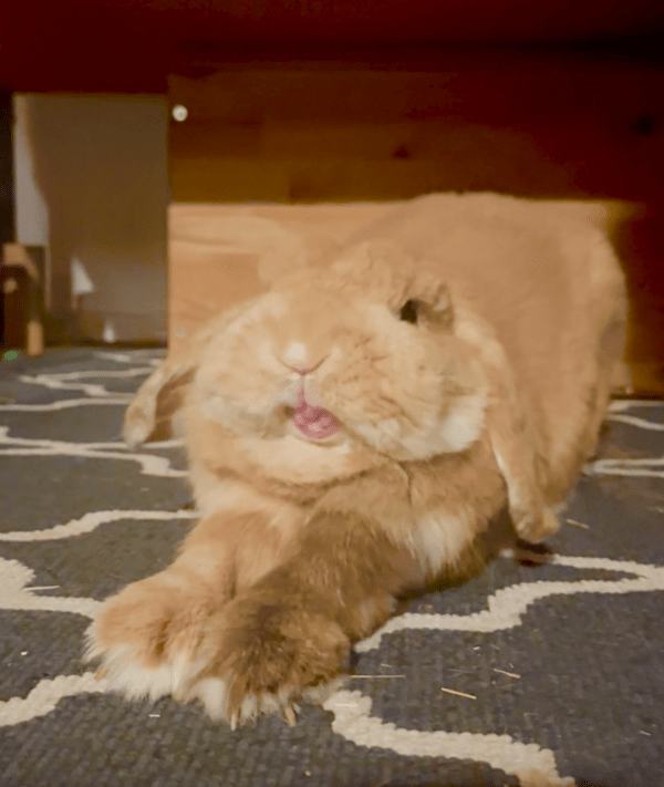 출처 : Reddit / 기지개를 켜면서 하품하려는 토끼