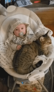 아기를 삼켜버린(?) 고양이?! 감동과 충격의 순간!