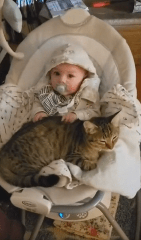 출처 : Reddit / 아기 위에 담요같이 누워 있는 고양이