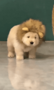 귀여움으로 세계 정복! ‘사자 변신 강아지’에 열광하는 이유는?