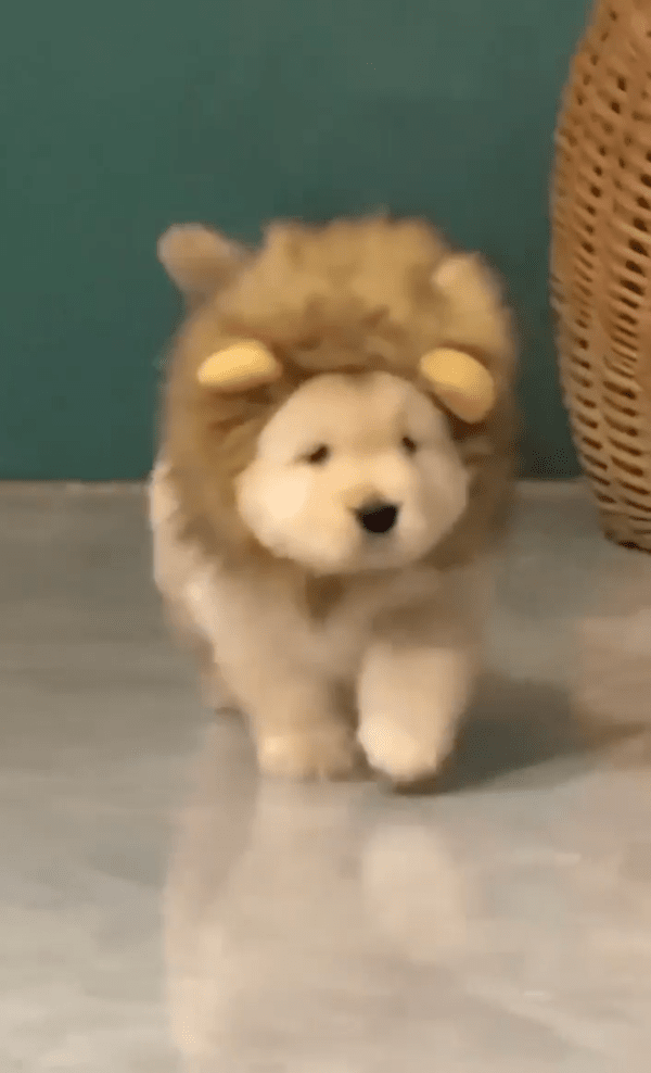 출처 : Reddit / 사자 탈을 쓴 채로 실내를 누비는 강아지