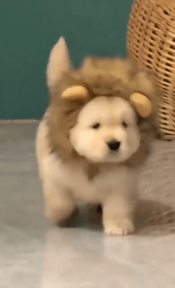 출처 : Reddit / 사자 탈이 불편하지 않은 지 유유히 돌아다니는 강아지