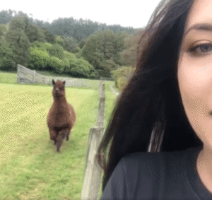 “주인 향해 폭풍 질주!” 알파카의 감동적 재회 장면, 전 세계가 울었다!