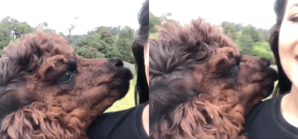 출처 : Reddit / 달려와서 주인에게 애정 표현 하는 알파카