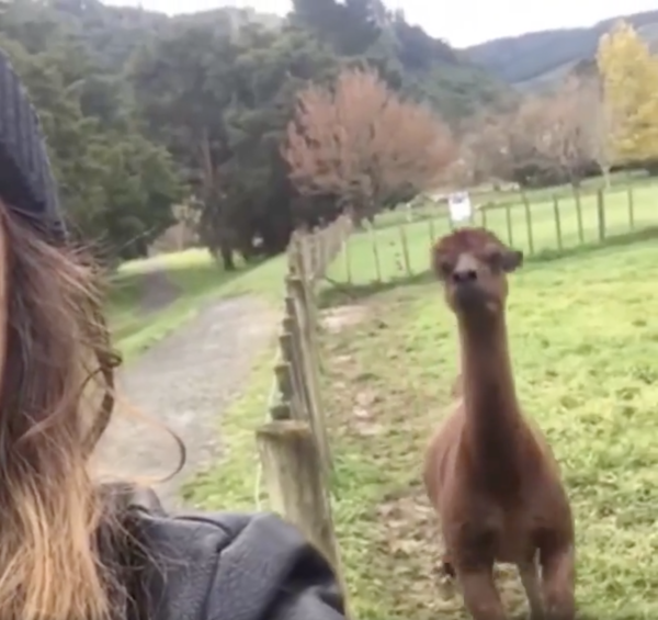 출처 : Reddit / 주인을 바라보자 멀리서부터 달려오는 알파카