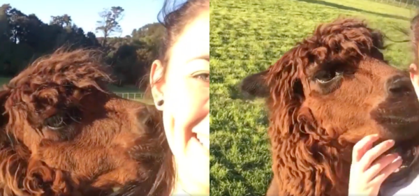 출처 : Reddit / 오늘 하루도 주인과 함께라 너무 행복한 알파카