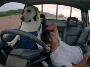 운전석에 앉은 리트리버?! 트럭 몰고 도로 질주한 충격 현장!