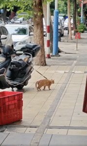고양이가 문워크를?! 오토바이에 묶인 채 펼쳐진 웃픈 광경!