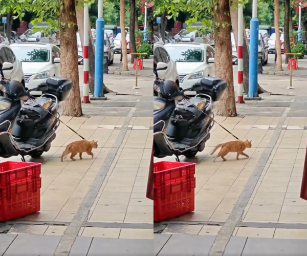 출처 : Reddit / 앞으로 가려 하지만 나아가지 못한 채 제자리 걸음 중인 고양이