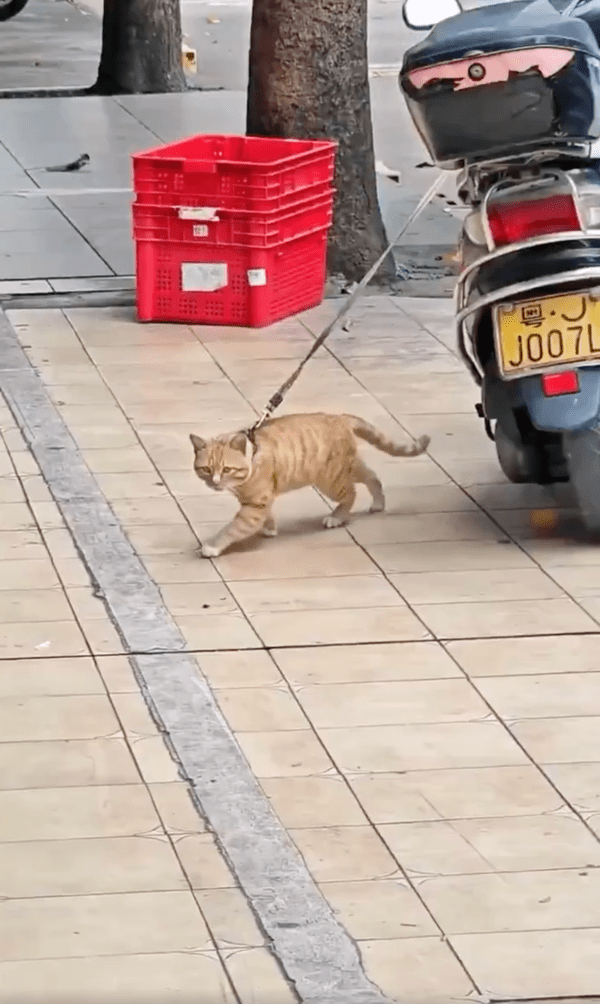 출처 : Reddit / 앞으로 가려는 게 아니라 '문워크' 하는 거다냥