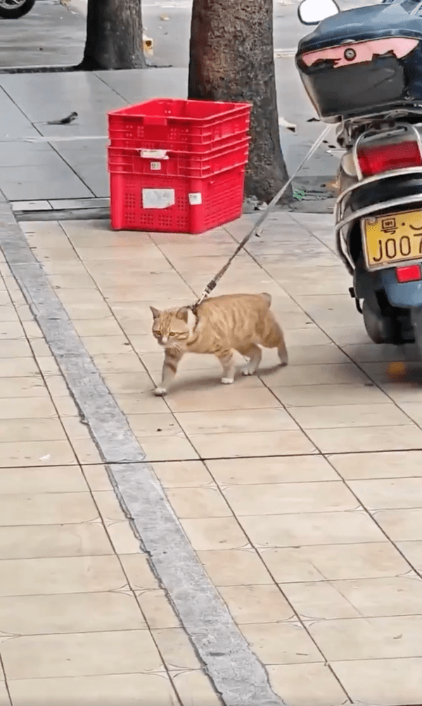 출처 : Reddit / 사실 앞으로 가고 싶다냥...