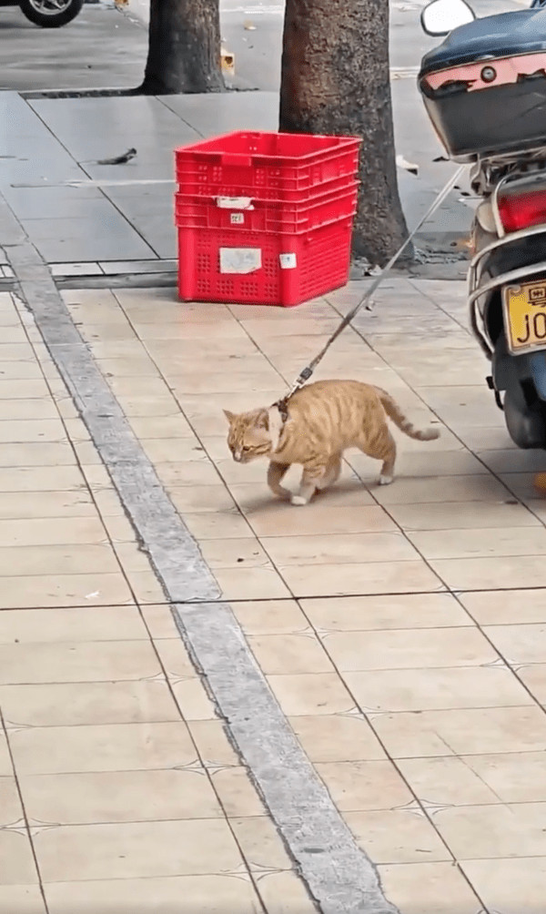 출처 : Reddit / 왜 앞으로 나가지 못하는 거다냥...?