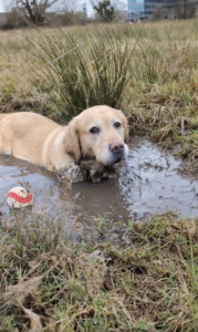 흙탕물에서 찾은 천국?! 래브라도 리트리버의 행복한 미소, 전 세계를 사로잡다