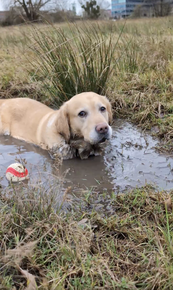 출처 : Reddit / 흙탕물에서 놀고 있는 래브라도 리트리버