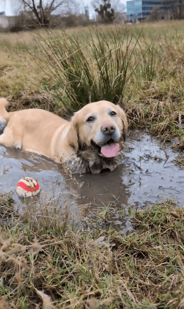 출처 : Reddit / 흙탕물 너무 좋다개~