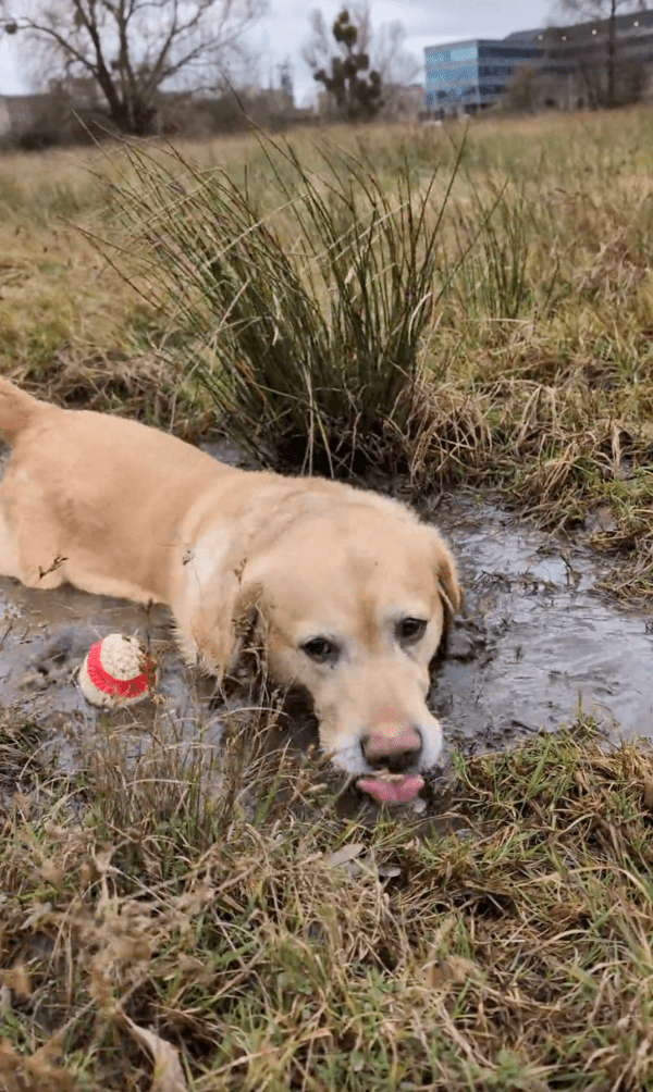 출처 : Reddit / 흙탕물 맛도 좋다개~