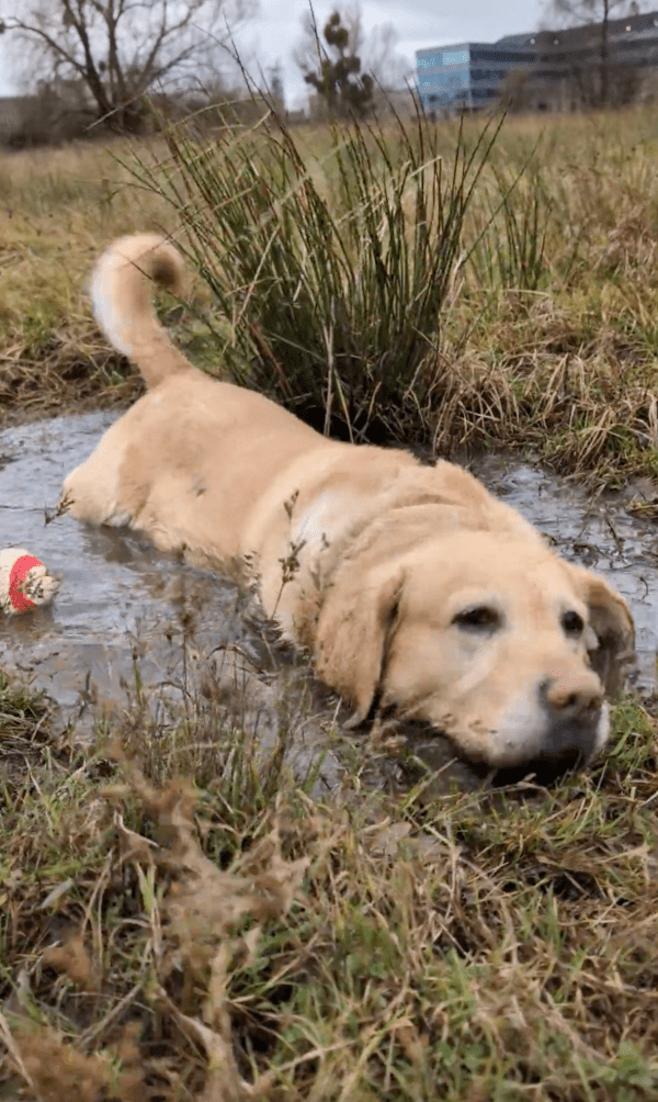 출처 : Reddit / 흙탕물에 엎드려버리는 래브라도 리트리버
