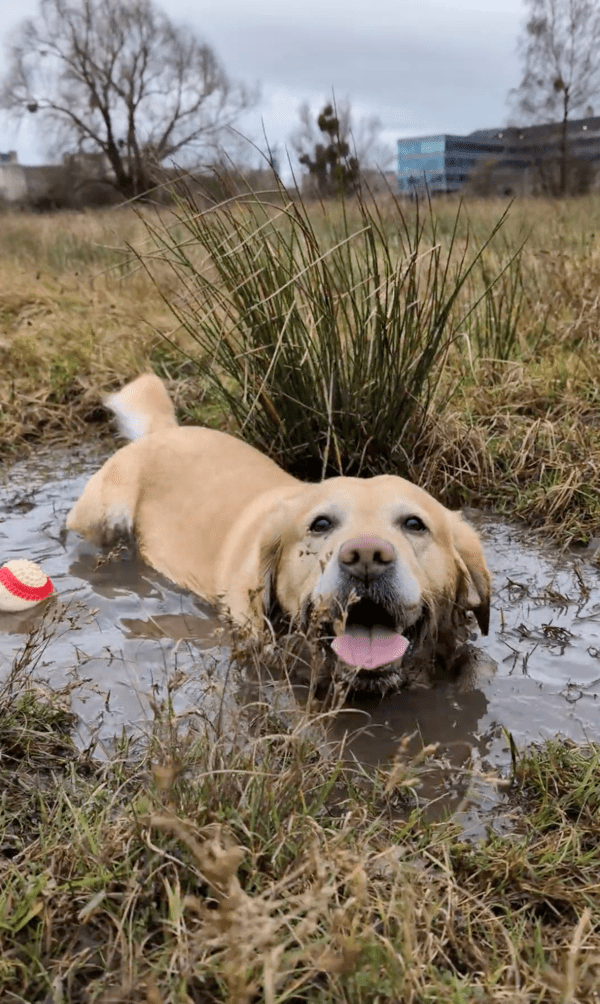 출처 : Reddit / 이렇게 좋은 머드 목욕 왜 안하개?