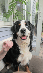 긁어주면 미소, 멈추면 ‘다시!’… 버니즈 마운틴 독의 귀여운 반응 폭발!