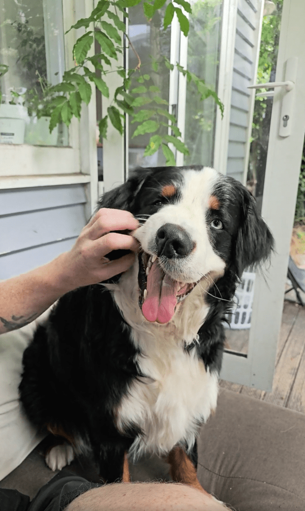 출처 : Reddit / 계속 긁어달라개 주인님~