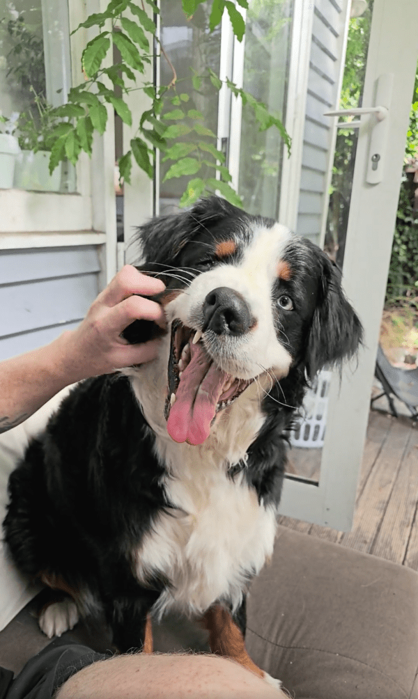 출처 : Reddit / 이 순간이 계속 되길 바라는 듯한 버니즈 마운틴 독